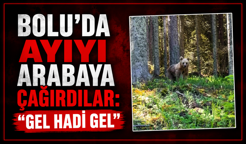 Bolu’da ormanlık alanda ilginç anlar: Ayıya "gel hadi gel" diye seslendi