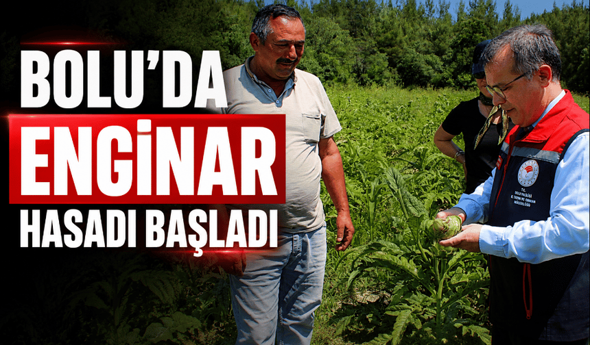 Bolu’da, enginar hasadı başladı