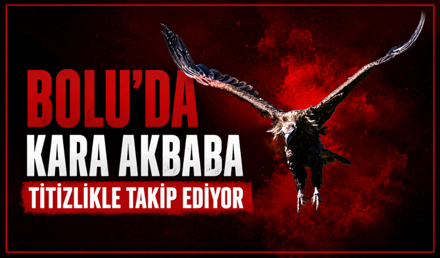Kara akbaba "Doruk" yuvasında yavrusuyla görüntülendi