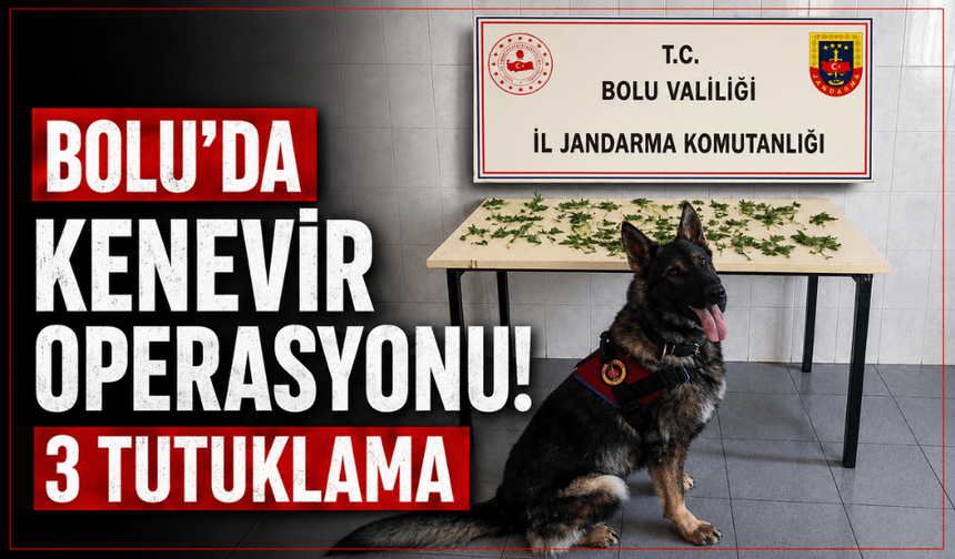 Bolu'da kenevir operasyonu: 3 tutuklama