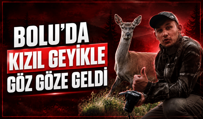 Bolu ormanlarında sürpriz karşılaşma: Kızıl geyik böyle görüntülendi