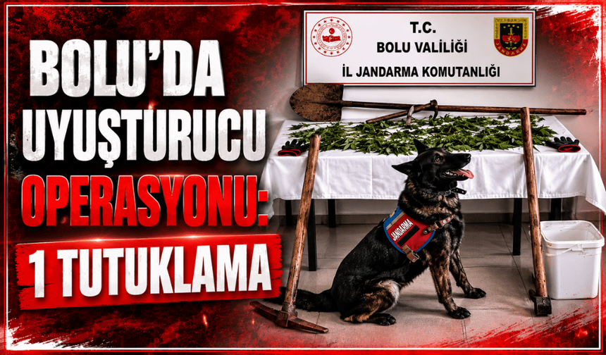 Bolu'da yasa dışı kenevir operasyonu: 1 tutuklama
