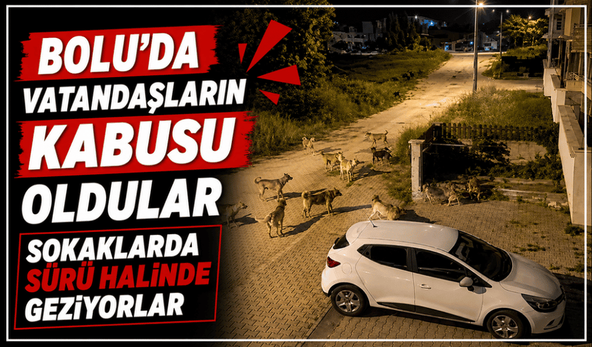 Bolu'da köpek sürüsü tedirginliği
