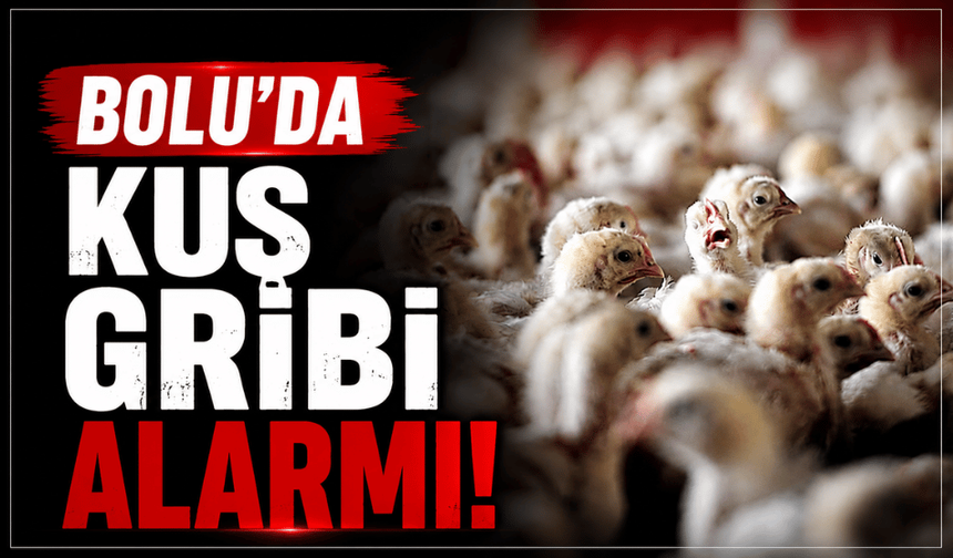 Bolu’da kuş gribi alarmı!