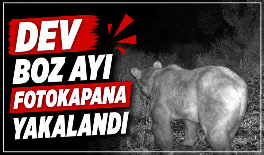 Boz ayı ve çakal fotokapanla görüntülendi