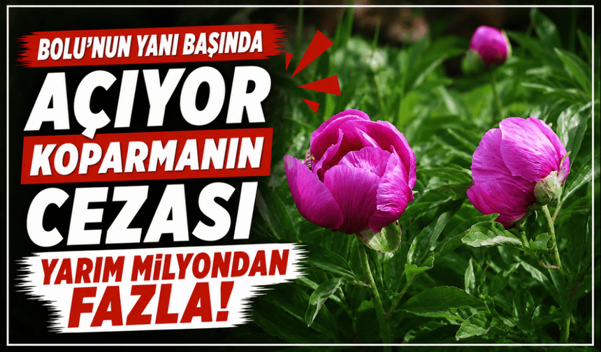 Bu çiçeği koparmanın cezası yarım milyondan fazla