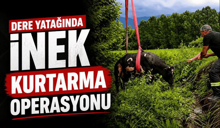 Dere yatağında inek kurtarma operasyonu