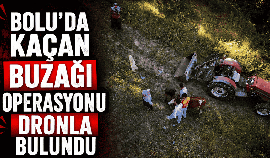 İpinden kaçan buzağı dronla bulundu