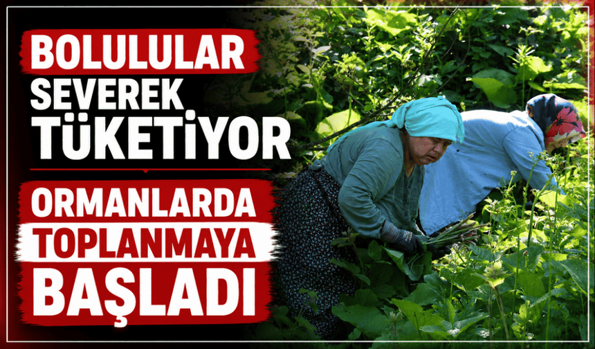 Ormanların gizli hazinesi: Toplama mesaisi başladı