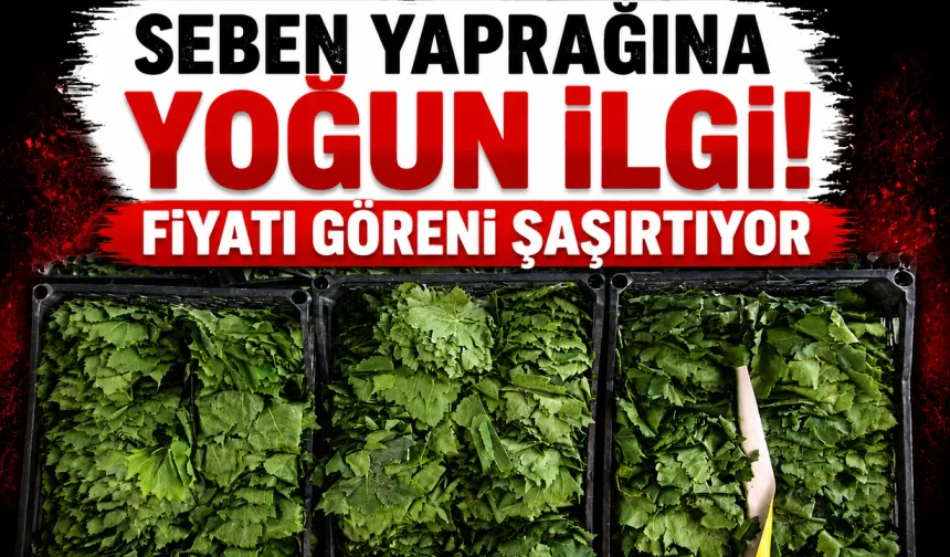 Seben yaprağı fiyatıyla dikkat çekti: Tezgahta 400 TL’ye kadar çıkıyor!