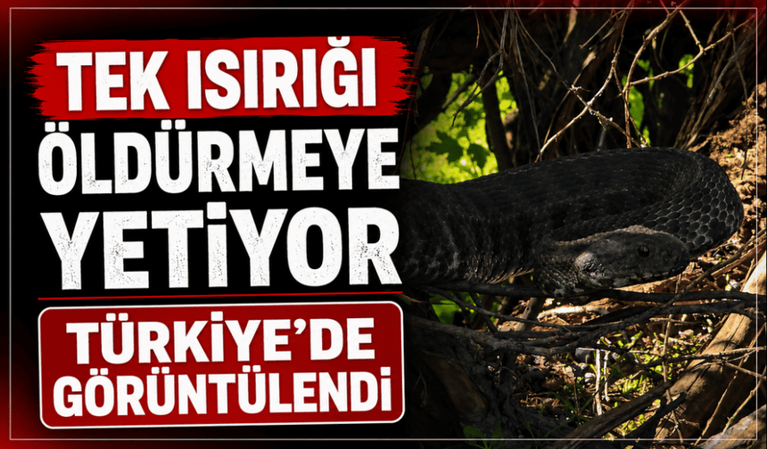 Tek ısırığı öldürmeye yetiyor: Türkiye'de görüntülendi