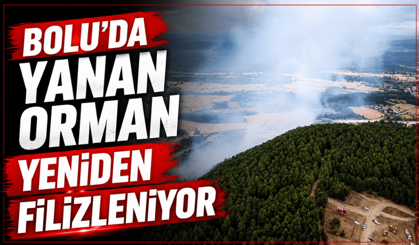 Yanan orman yeniden filizleniyor