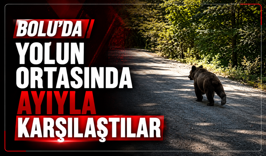 Yedigöller yolunda ayı sürprizi: O anlar kamerada