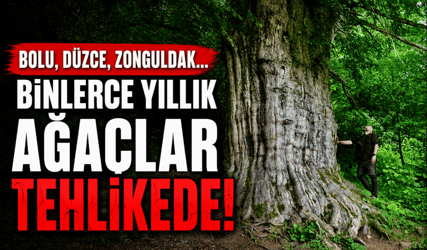 Bolu, Zonguldak, Düzce; Binlerce yıllık porsuk ağaçları tehlikede!