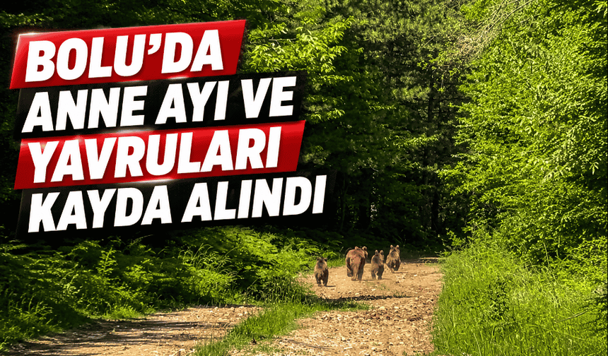 Bolu’da anne ayı ve 3 yavrusu görüntülendi