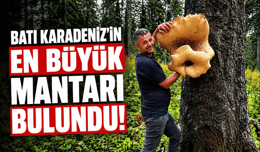 Düzce’de, Batı Karadeniz’in en büyük mantarı bulundu!