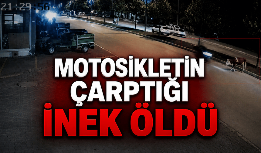 Motosikletin çarptığı inek, hayatını kaybetti