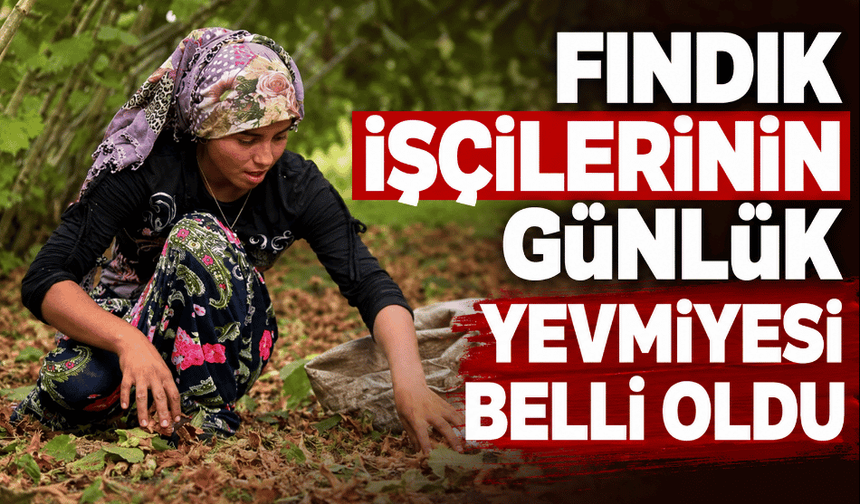 Fındık işçilerinin günlük yevmiyesi belli oldu