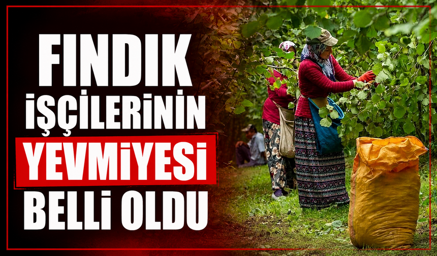 Fındık işçilerinin 2026 yılı yevmiyesi belli oldu