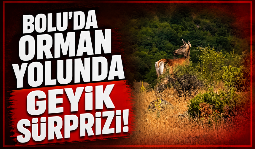 Bolu’da ormanlık alanda geyik görüntülendi