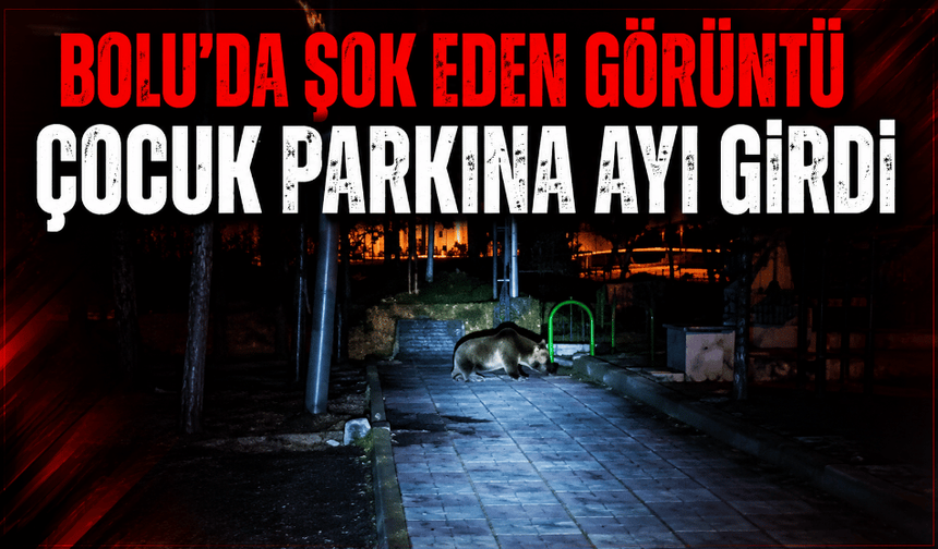 Görülmemiş olay çocuk parkına ayı girdi