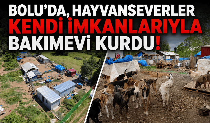 Bolu’da, hayvanseverler kendi imkanlarıyla bakımevi kurdu!