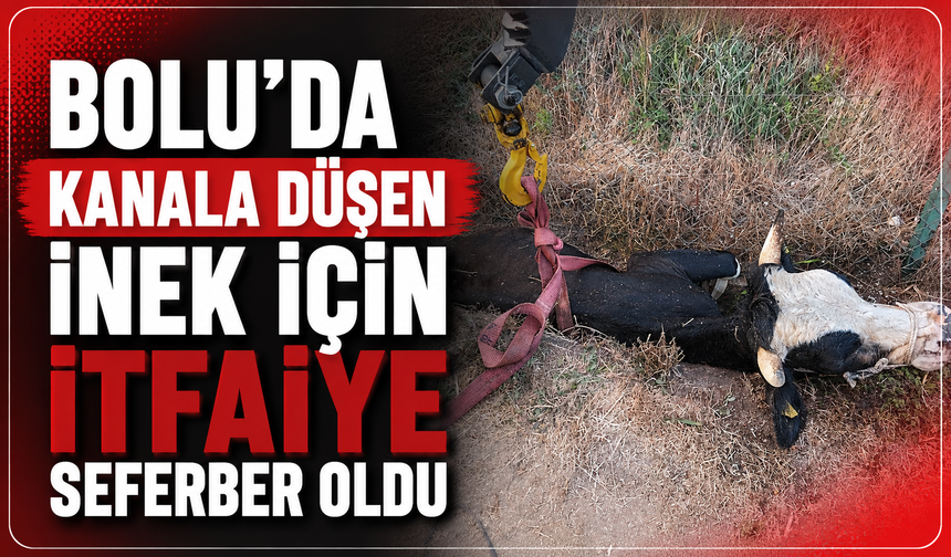 Bolu'da kanala düşen inek için itfaiye seferber oldu