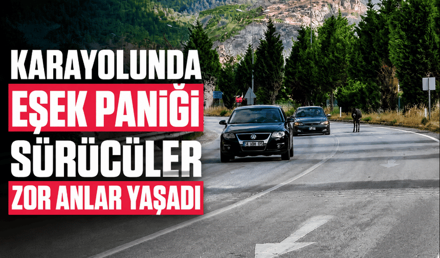 Kara yoluna çıkan eşek trafiği tehlikeye düşürdü