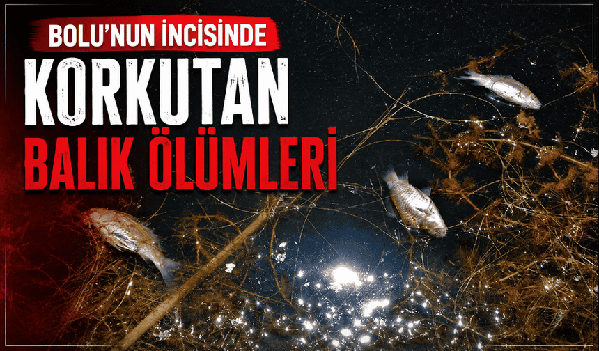 Korkutan balık ölümleri inceleme başlatıldı