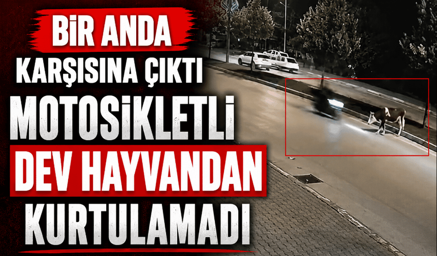 Motosikletle büyükbaş hayvana çarptı