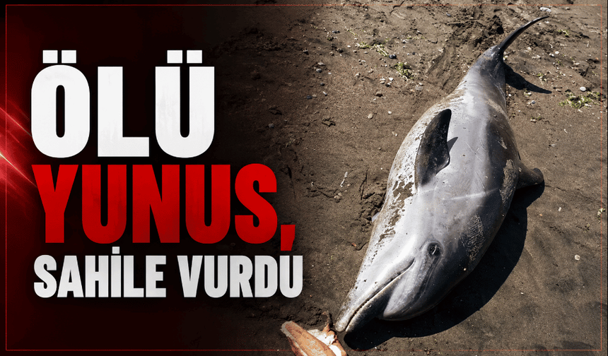 Düzce'de ölü yunus kıyıya vurdu!