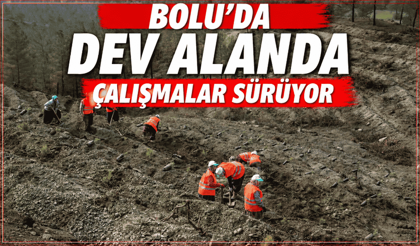 Orman yangınından etkilenen alanlar yeniden ağaçlandırılıyor