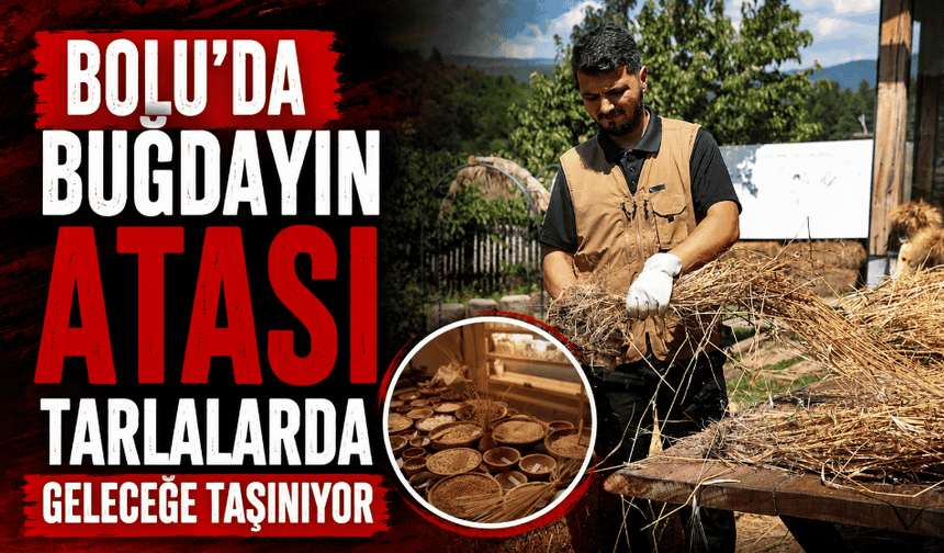 12 bin yıldır genetiği korunan buğday geleceğe taşınıyor