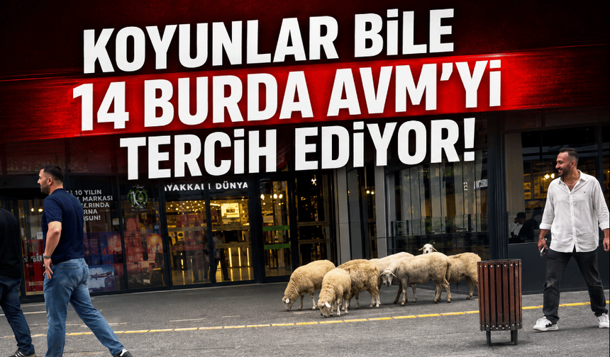 Koyunlar bile 14 Burda AVM'yi tercih ediyor