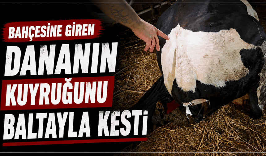 Bahçesine giren dananın kuyruğunu baltayla kesti