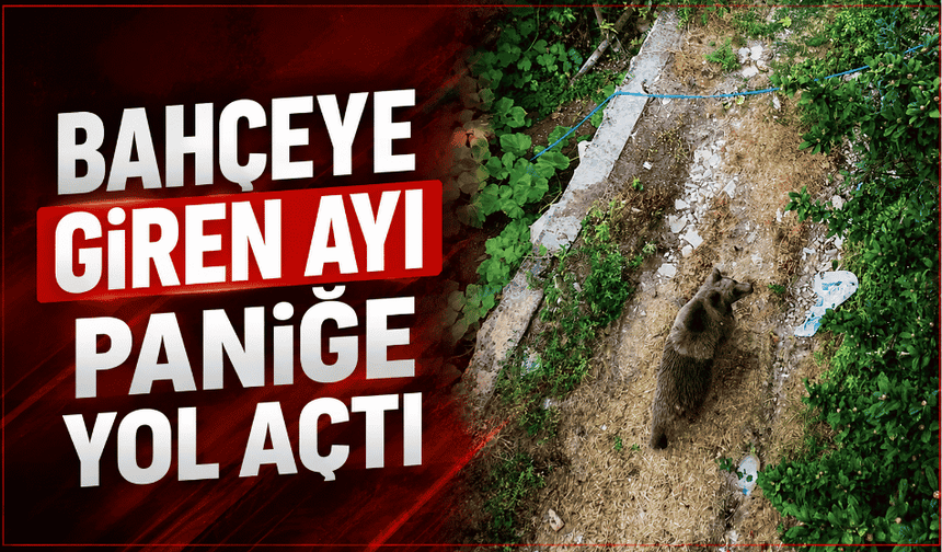 Bahçeye giren ayı paniğe yol açtı