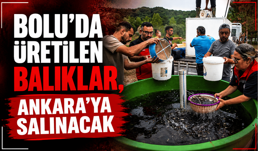 Bolu’da üretilen balıklar, Ankara’ya salınacak