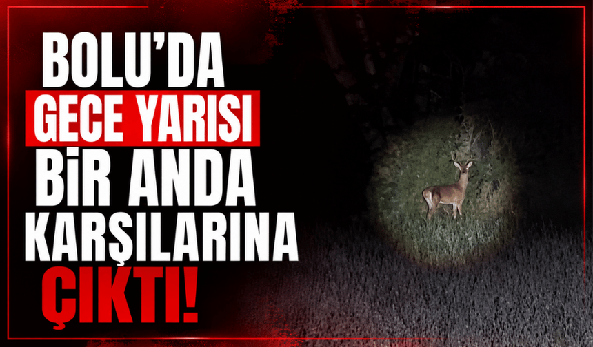 Bolu'da gece yarısı geyik sürprizi