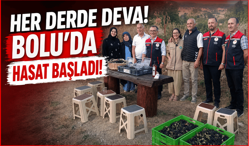 Bolu’da organik aronya hasadı başladı