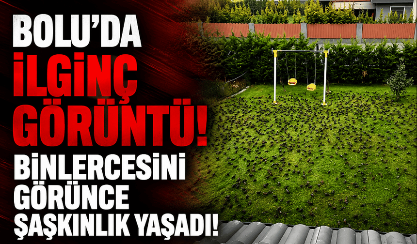 Bolu'da ilginç görüntü; binlercesi istila etti!