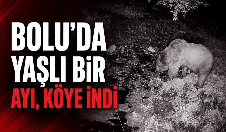 Bolu’da, yaşlı bir ayı köye kadar indi