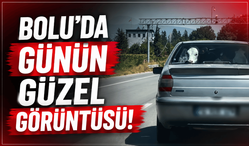 Bolu’da buzağıyı otomobilin arka koltuğunda taşıdılar