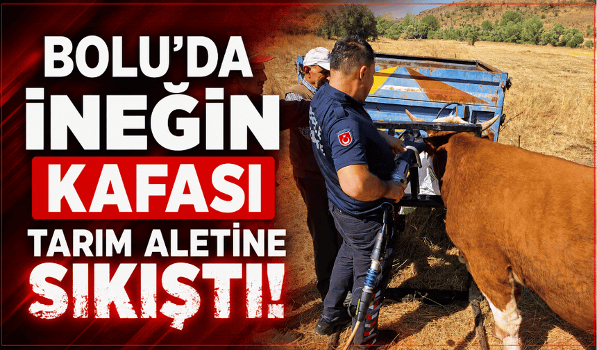 Bolu’da ineğin kafası tarım aletine sıkıştı