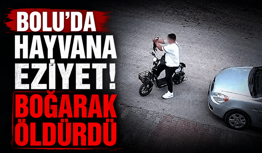 Bolu'da bir cani, yavru kediyi boğarak öldürdü
