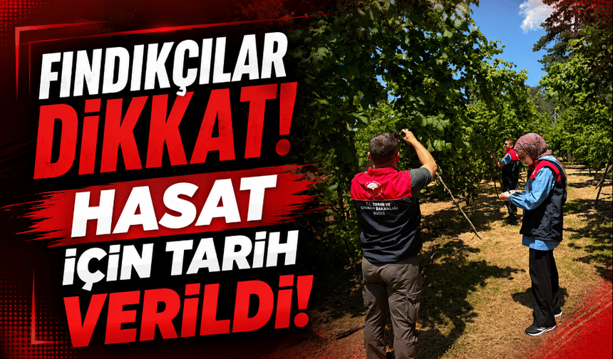 Düzce’de fındık hasadı 10 Ağustos’ta başlayacak