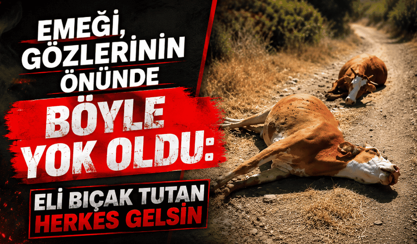 Emeği, gözlerinin önünde böyle yok oldu: Eli bıçak tutan herkes gelsin