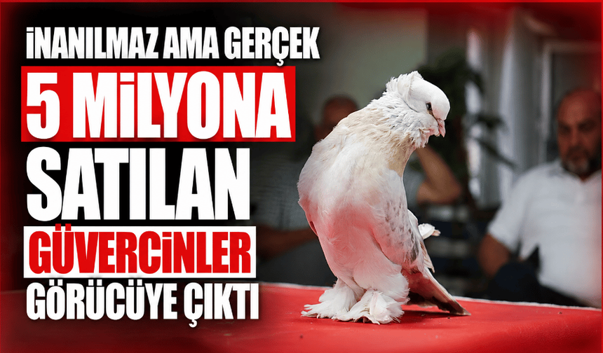 Ev, araba parasına satılan güvercinler görücüye çıktı