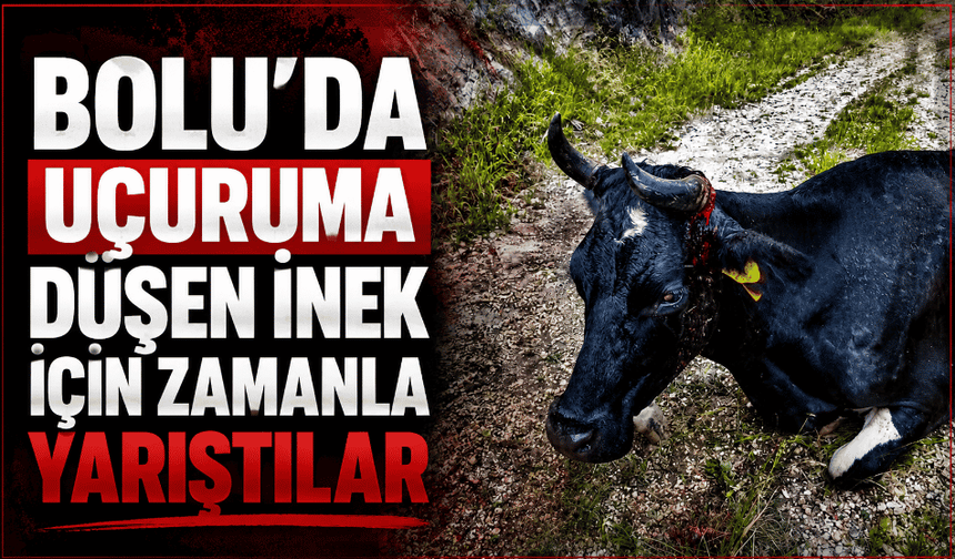 İnek uçuruma düştü, nefes kesen operasyon