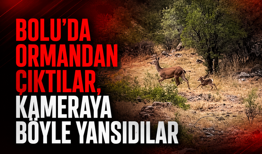 Bolu'da geyik ve yavrusu kameraya yansıdı