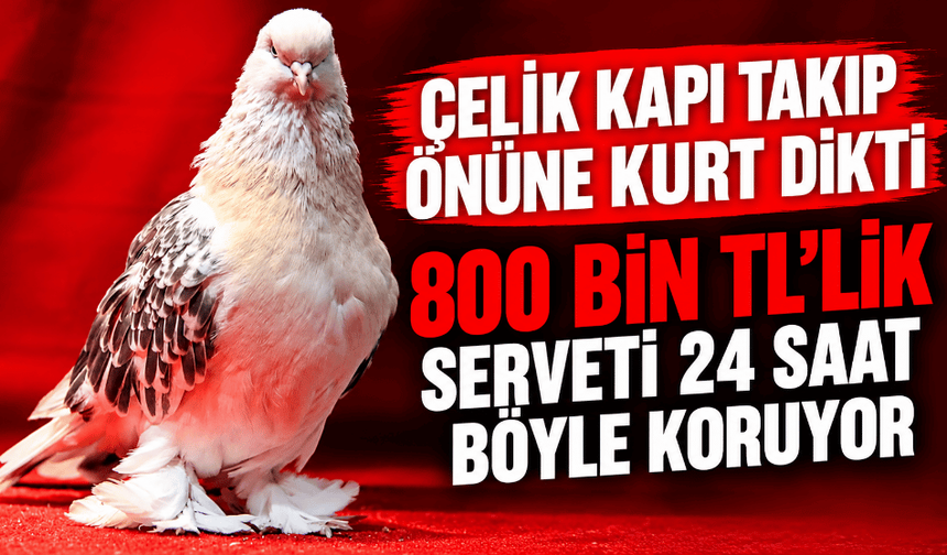 800 bin TL'lik güvercinlerini 24 saat kamera, çelik kapı ve kurtla koruyor